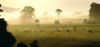 Framed Farmland & Sheep Southland New Zealand