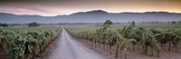 Framed Road in a vineyard, Napa Valley, California, USA