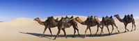 Framed Camels walking in the desert
