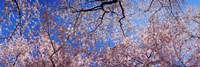 Framed Low angle view of cherry blossom trees, Washington State, USA