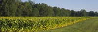 Framed Crop of tobacco in a field, Winchester, Kentucky, USA