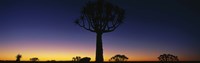 Framed Africa, Namibia, Kokerboom Preserve, Quiver Tree