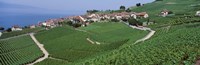 Framed Vineyards overlooking Lake Geneva, Switzerland