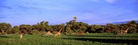 Framed Giraffes in a field, Moremi Wildlife Reserve, Botswana, South Africa