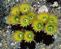 Framed High angle view of cactus flowers, Big Bend National Park, Texas, USA