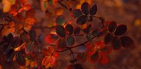 Framed Autumn leaves, Colorado, USA