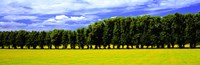 Framed Row Of Trees, Uppland, Sweden