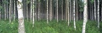Framed Birch Forest, Punkaharju, Finland