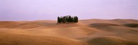 Framed Trees on a rolling landscape, Tuscany, Italy