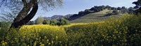 Framed Mustard Flowers Blooming In A Field, Napa Valley, California