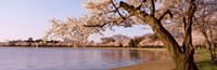 Framed Cherry blossom tree along a lake, Potomac Park, Washington DC, USA