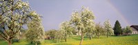 Framed Pear trees in a field (Pyrus communis), Aargau, Switzerland