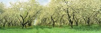 Framed Rows Of Cherry Tress In An Orchard, Minnesota, USA