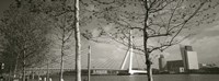 Framed Bridge Over A River, Erasmus Bridge, Rotterdam, Netherlands