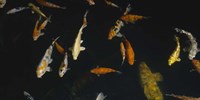 Framed Close-up of a school of fish in an aquarium, Japanese Koi Fish, Capitol Aquarium, Sacramento, California, USA