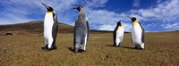 Framed Four King penguins standing on a landscape, Falkland Islands (Aptenodytes patagonicus)