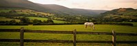 Framed Horse in a field, Enniskerry, County Wicklow, Republic Of Ireland