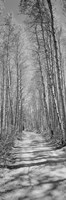 Framed Trees along a road, Log Cabin Gold Mine, Eastern Sierra, Californian Sierra Nevada, California (black and white)