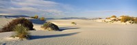 Framed Desert plants in a desert, White Sands National Monument, New Mexico, USA