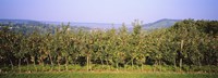 Framed Apple trees in an orchard, Weinsberg, Heilbronn, Stuttgart, Baden-Wurttemberg, Germany