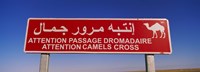 Framed Low angle view of a camel crossing signboard, Douz, Tunisia