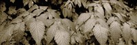 Framed Close-up of leaves, Oswald West State Park, Oregon, USA