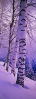 Framed Birch trees at the frozen riverside, Vuoksi River, Imatra, Finland