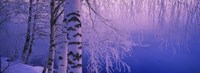 Framed Birch tree at a riverside, Vuoksi River, Imatra, Finland