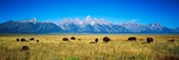 Framed Field of Bison with mountains in background, Grand Teton National Park, Wyoming, USA