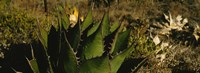 Framed Close-up of an aloe vera plant, Baja California, Mexico