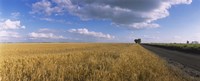 Framed Wheat crop in a field, North Dakota, USA