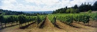 Framed Vineyard on a landscape, Adelsheim Vineyard, Newberg, Willamette Valley, Oregon, USA