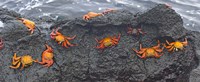 Framed High angle view of Sally Lightfoot crabs (Grapsus grapsus) on a rock, Galapagos Islands, Ecuador