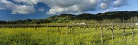 Framed Mustard crop in a field near St. Helena, Napa Valley, Napa County, California, USA