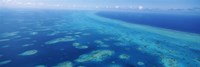 Framed Coral reef in the sea, Belize Barrier Reef, Ambergris Caye, Caribbean Sea, Belize