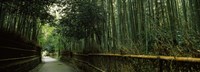 Framed Road passing through a bamboo forest, Arashiyama, Kyoto Prefecture, Kinki Region, Honshu, Japan