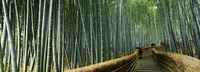 Framed Stepped walkway passing through a bamboo forest, Arashiyama, Kyoto Prefecture, Kinki Region, Honshu, Japan