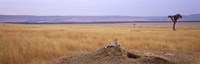 Framed Cheetah (Acinonyx jubatus) sitting on a mound looking back, Masai Mara National Reserve, Kenya