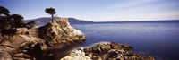 Framed Cypress tree at the coast, The Lone Cypress, 17 mile Drive, Carmel, California