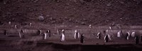 Framed Penguins make their way to the colony, Baily Head, Deception Island, South Shetland Islands, Antarctica
