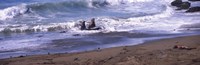 Framed Elephant seals in the sea, San Luis Obispo County, California, USA