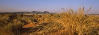 Framed Grass growing in a desert, Namib Rand Nature Reserve, Namib Desert, Namibia