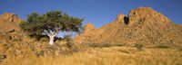 Framed Tree in the Namib Desert, Namibia