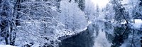 Framed Snow covered trees along a river, Yosemite National Park, California, USA
