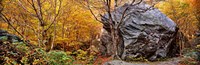 Framed Big boulder in a forest, Stowe, Lamoille County, Vermont, USA