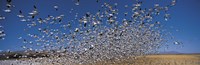 Framed Flock of Snow geese flying, Bosque Del Apache National Wildlife Reserve, New Mexico