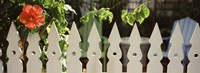 Framed White picket fence and red hibiscus flower along Whitehead Street, Key West, Monroe County, Florida, USA