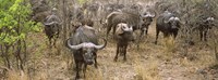 Framed Herd of Cape buffaloes, Kruger National Park, South Africa
