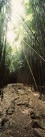 Framed Stone path through a Bamboo forest, Oheo Gulch, Seven Sacred Pools, Hana, Maui, Hawaii, USA