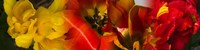 Framed Close-up of Tulips